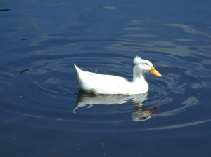 2012_08_04  Chinese-crested Pekin Duck, Gulfport, FL