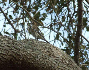 A bird that needs to be identified