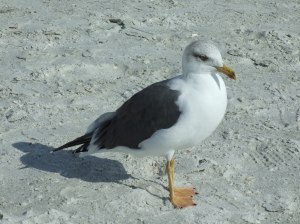 2012_03_17  Lesser Black-backed Gull  Reddington Beach, FL