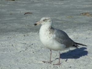 2012_03_17 Juvenile Lesser Black-backed Gull  Reddington Beach, FL